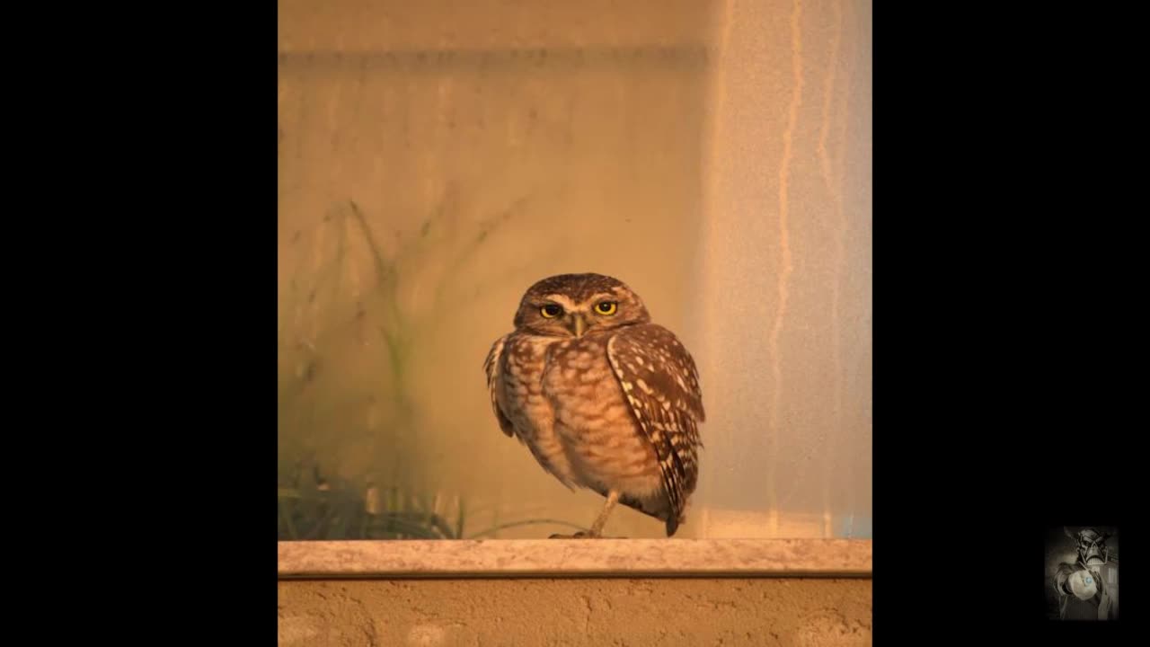 The Call of the Little Owl. Relaxing sounds. Drift into your own happiness.