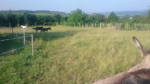 Horse protects his Horse buddy from a donkey