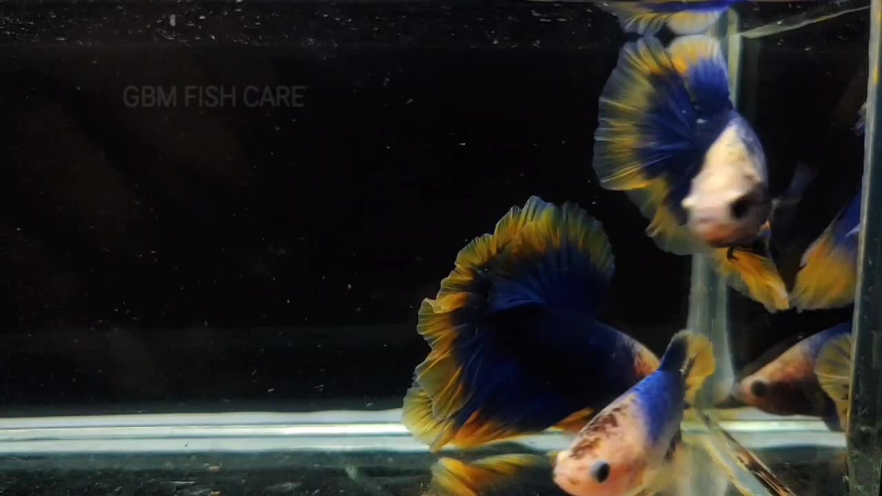 #Bettafish watch new video 😀 and #follow me friends 🤘