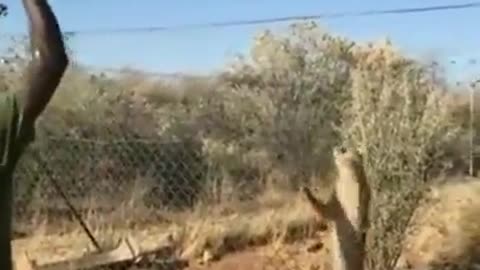 Caracal jumps from fence to catch the meat thrown at it.