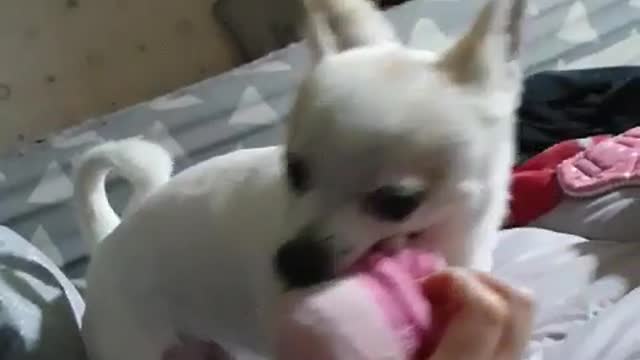 Dog barking that it's fun to play with toys