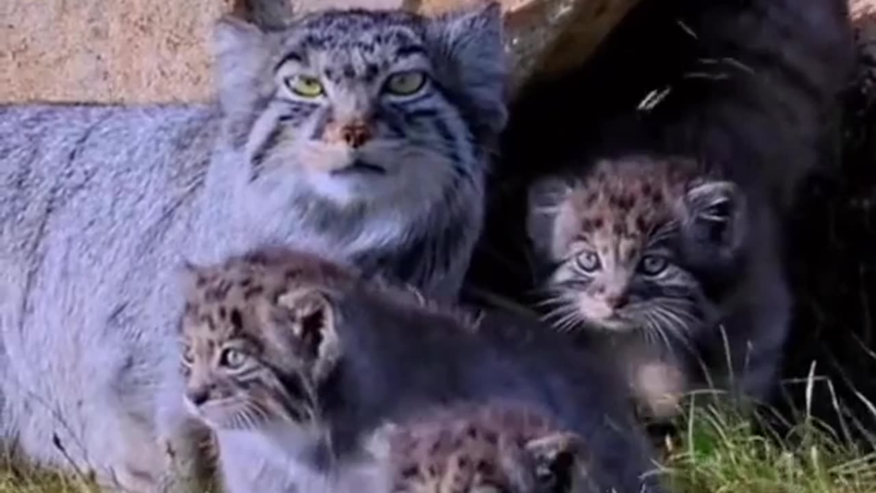 Beautiful lynx with her cubs😍🥰