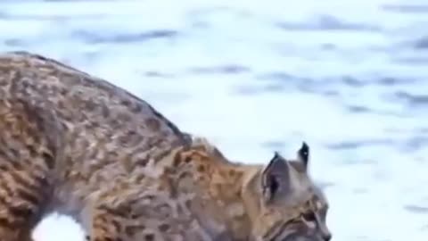 Viral Animals Video Clip | Tiger Pub Jump | Funny Animals #Shorts