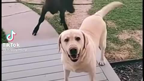 dog tries to bring best friend over so adorable