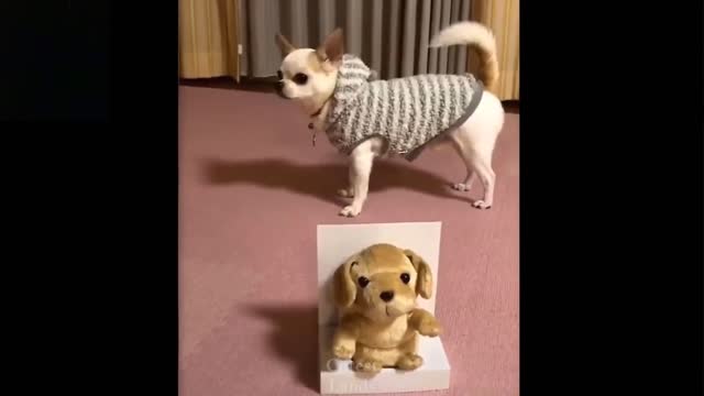 Cutest Animals - Try not to laugh