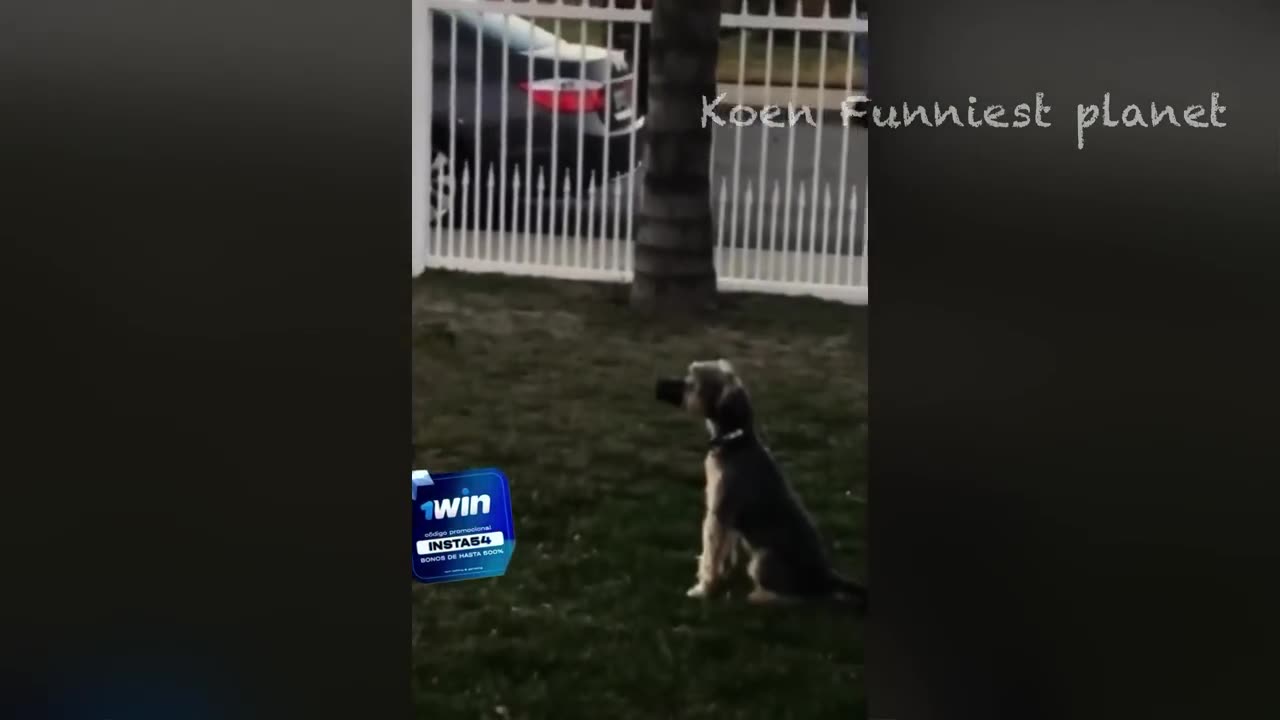 The Greatest Funny Dogs and Cats Videos 2024 😅