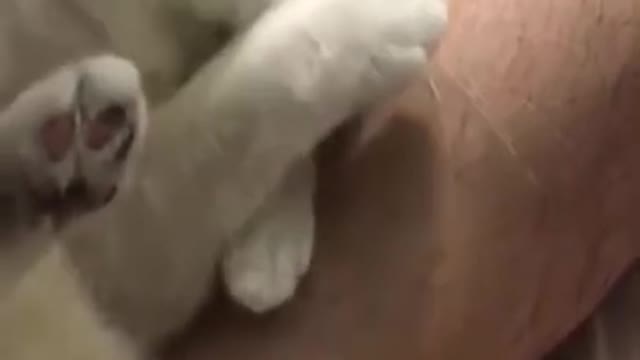 Funniest Animals - Best Of The 2021 Funny Animal Videos #12