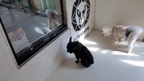 A puppy waiting to open the door