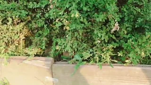 find a tiger in the grass