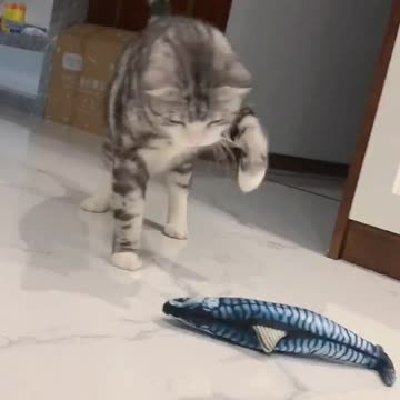 Buy a fake fish for the cat to play