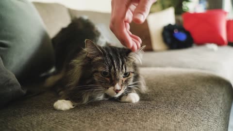 A Person Caressing the Kitten while Sitting on the Couch