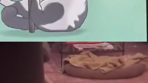 cute cat 😼