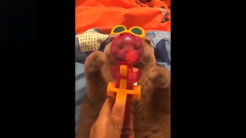 (2021) Try Not To Laugh To These cute Pets Compilation #1 - Funny compilations - Funny cats and dogs