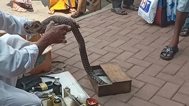 Traditional Snake Doctor on the Road in Sri Lanka