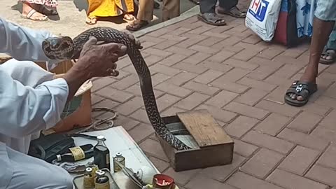 Traditional Snake Doctor on the Road in Sri Lanka