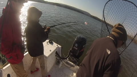 Striper Fishing : Lake Ouachita