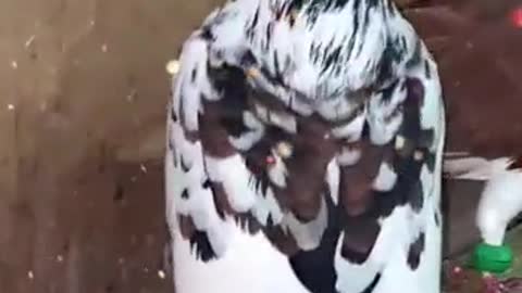 Beautiful doves