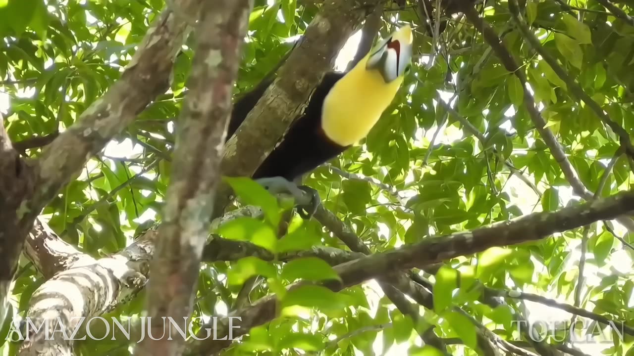 Toucan Video