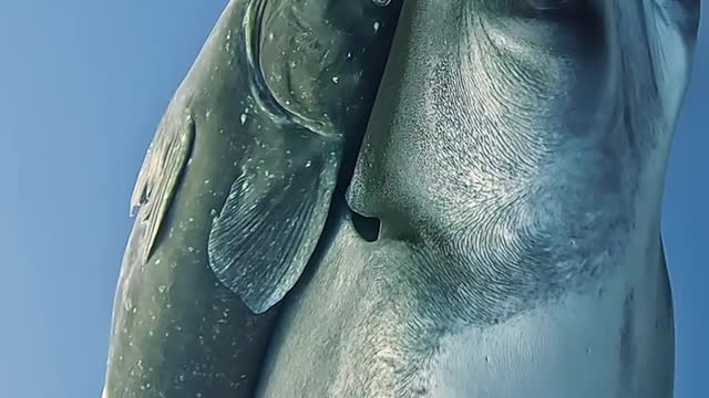 Fish Video