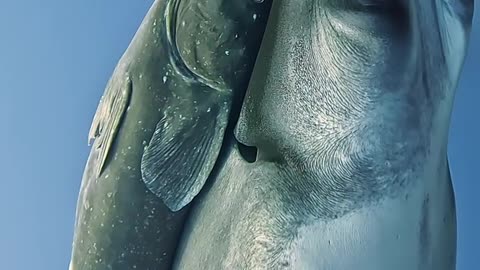 Fish Video