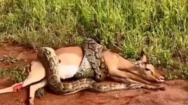 Python Trying to Eat Deer