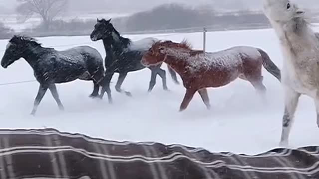 The horses are playing in the snow 🤗🤗