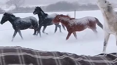 The horses are playing in the snow 🤗🤗