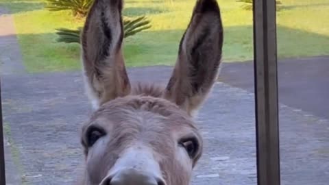 it’s snacky time
