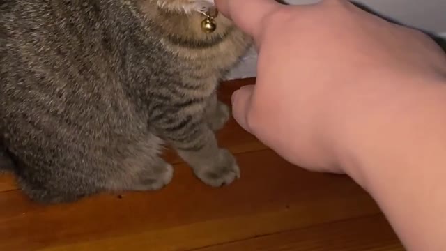 Kitten Saved From Car Engine Gives Hope To Guy Who Needs It...