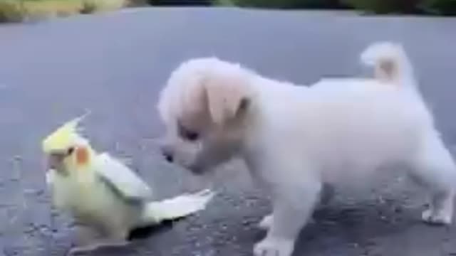 Cute puppy playing with Perot