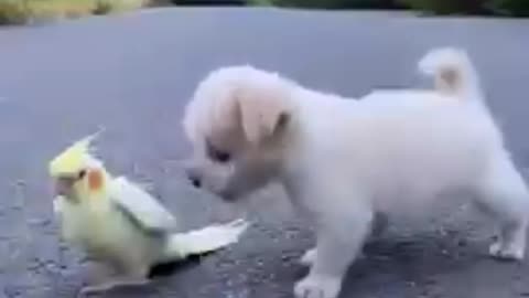 Cute puppy playing with Perot