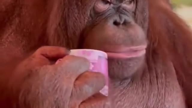 Animal spermatogenesis # orangutan