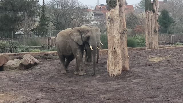 Elefants 🐘 fighting at Zoo Magdeburg 🐘
