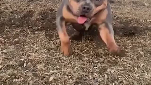 🥰una sonrisa para este 2021 !! 🥰🐶😊