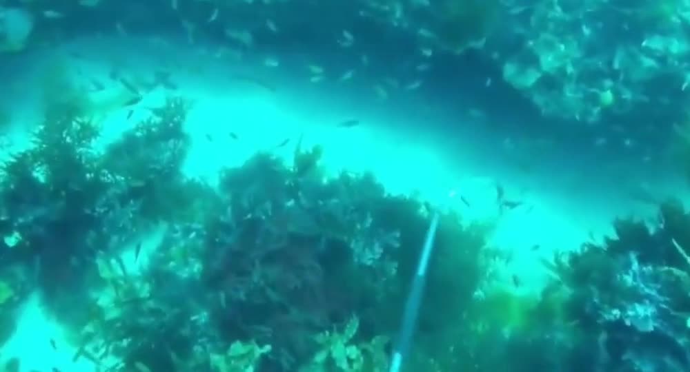 Hundreds of thick crevices
