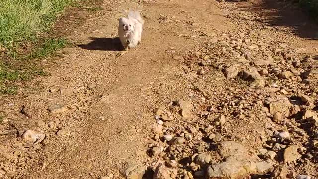 Pekingese hang time