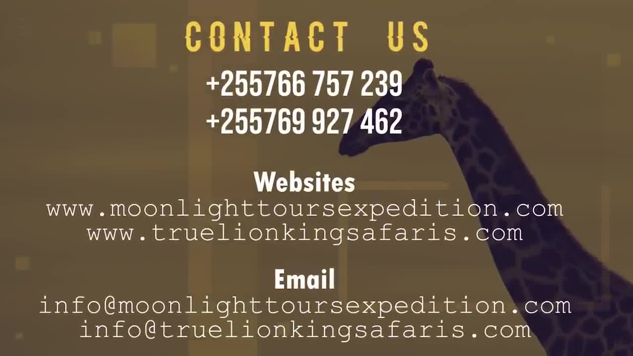 Go to Africa safari experience