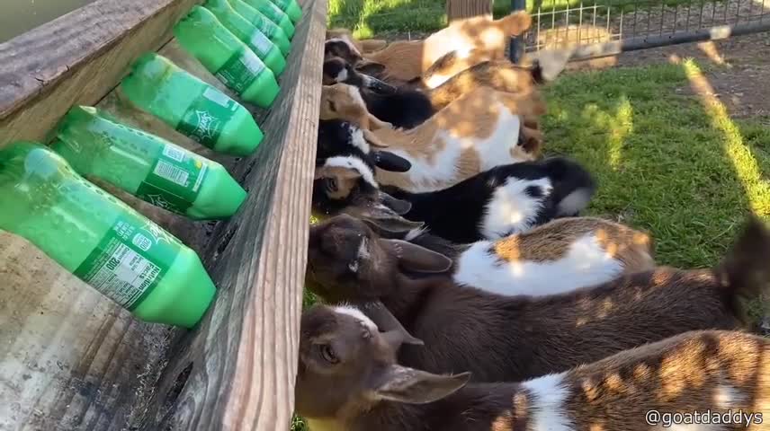 Funny little bears and goats