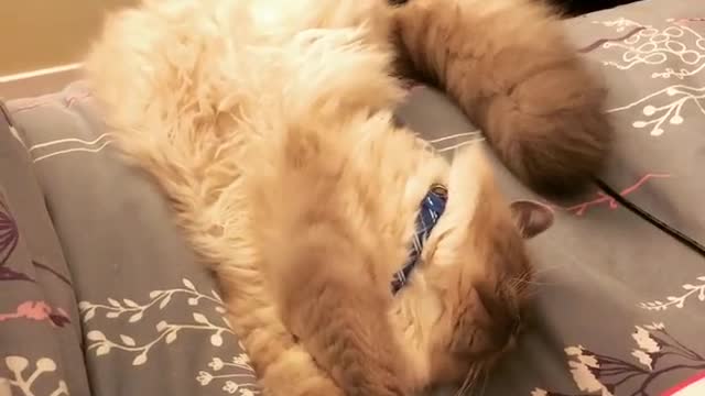 Collab copyright protection - white black cat slides off bed