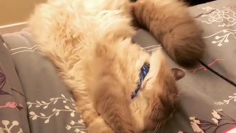 Collab copyright protection - white black cat slides off bed