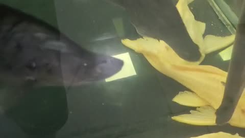 There are skeleton fish and parrot fish in different shapes