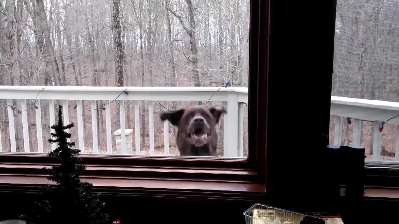 2020 Try not to laugh-Pets