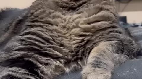 Happy Easter!! #pennythecat #talkingcat
