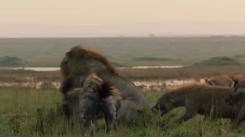 Hyena Defeats the King of the Jungle!
