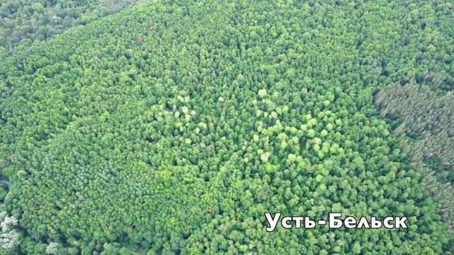 Coniferous forests and rivers in my suburb