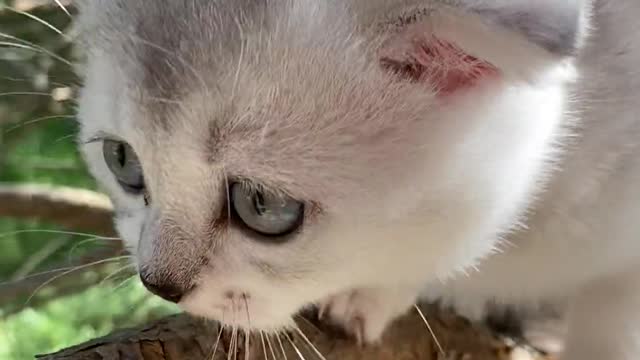 Scared kitten on a branch