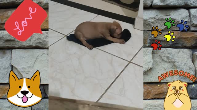 Paçoca and the sock revolt