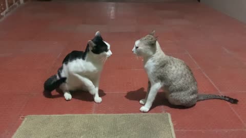 Cat doing John Cena moves WWE