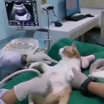 Episode #116 Cat Pregnancy Check Up Viral Video