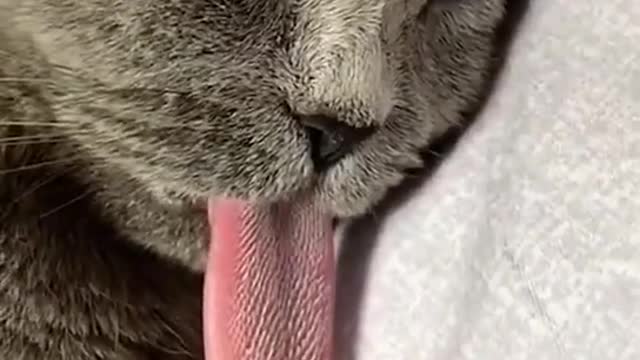 Let me show you the most handsome cat tongue